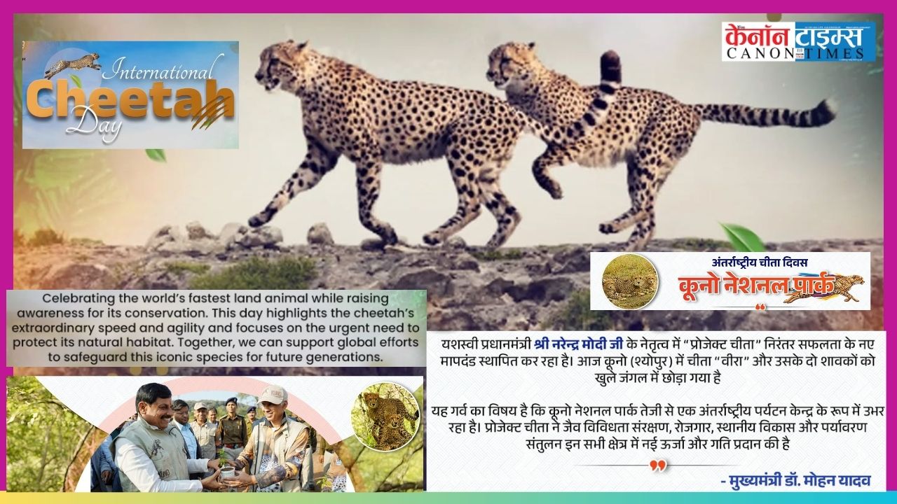 Rewilding Pride: Cheetahs and the Renewal of India’s Ecological Conscience