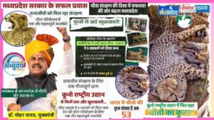 Kuno National Park Triumph: Jwala Cheetah Welcomes Five Cubs, Boosting Project Cheetah