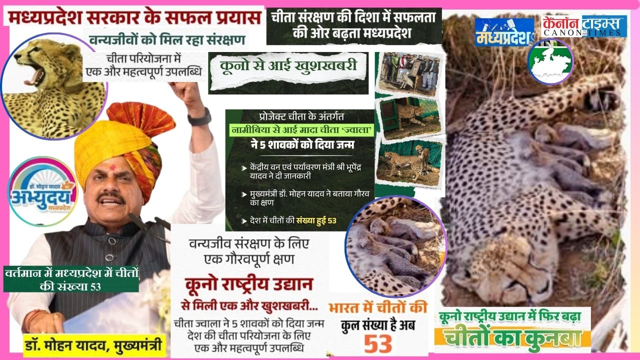 Kuno National Park Triumph: Jwala Cheetah Welcomes Five Cubs, Boosting Project Cheetah