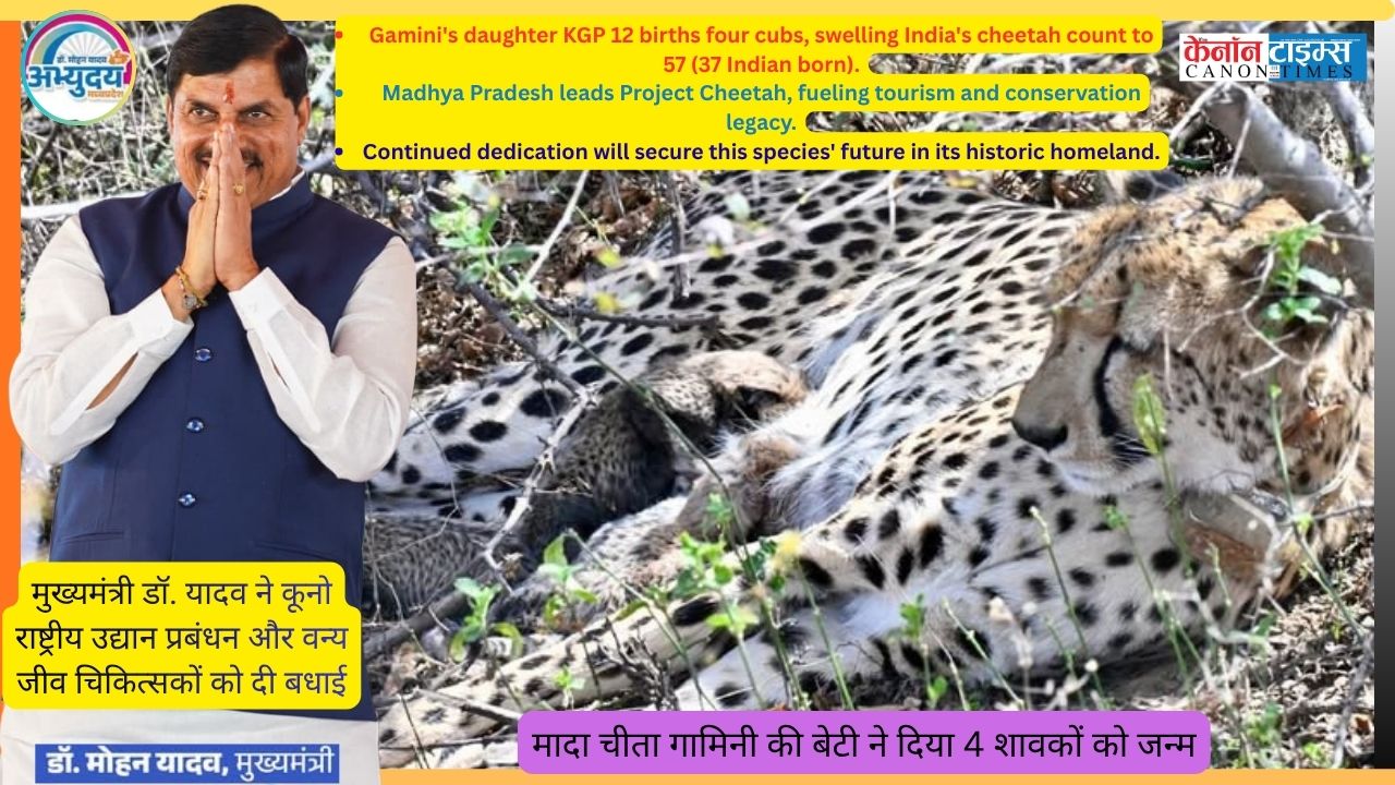 Cheetah Triumph at Kuno: Madhya Pradesh Roars as Conservation Beacon