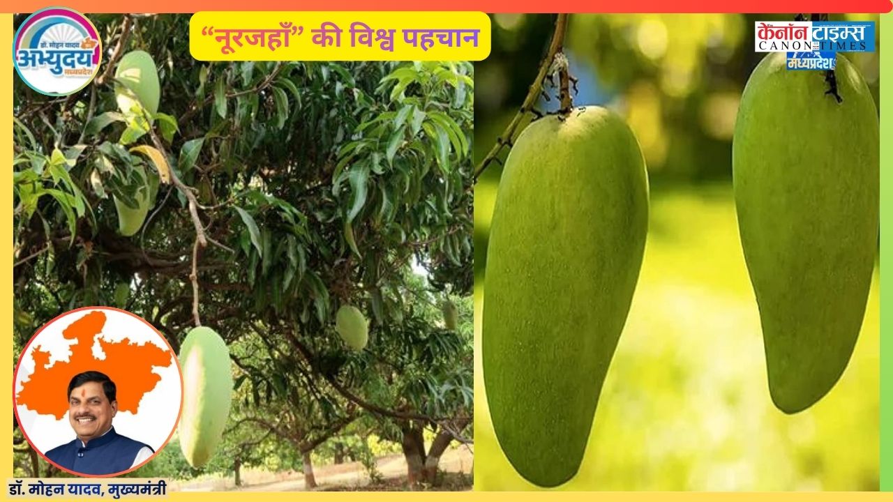 Madhya Pradesh’s Noorjahan Mango Is More Than a Luxury Fruit