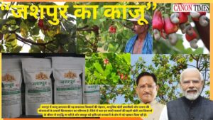 Jashpur’s Cashew Revolution Is Redefining Rural Prosperity