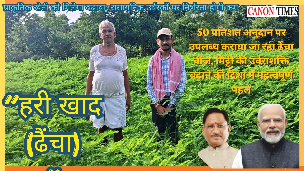 Dhaincha A Simple Green Solution for Better Paddy Farming