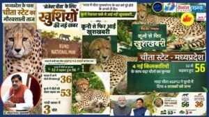 Kuno’s cheetah success
