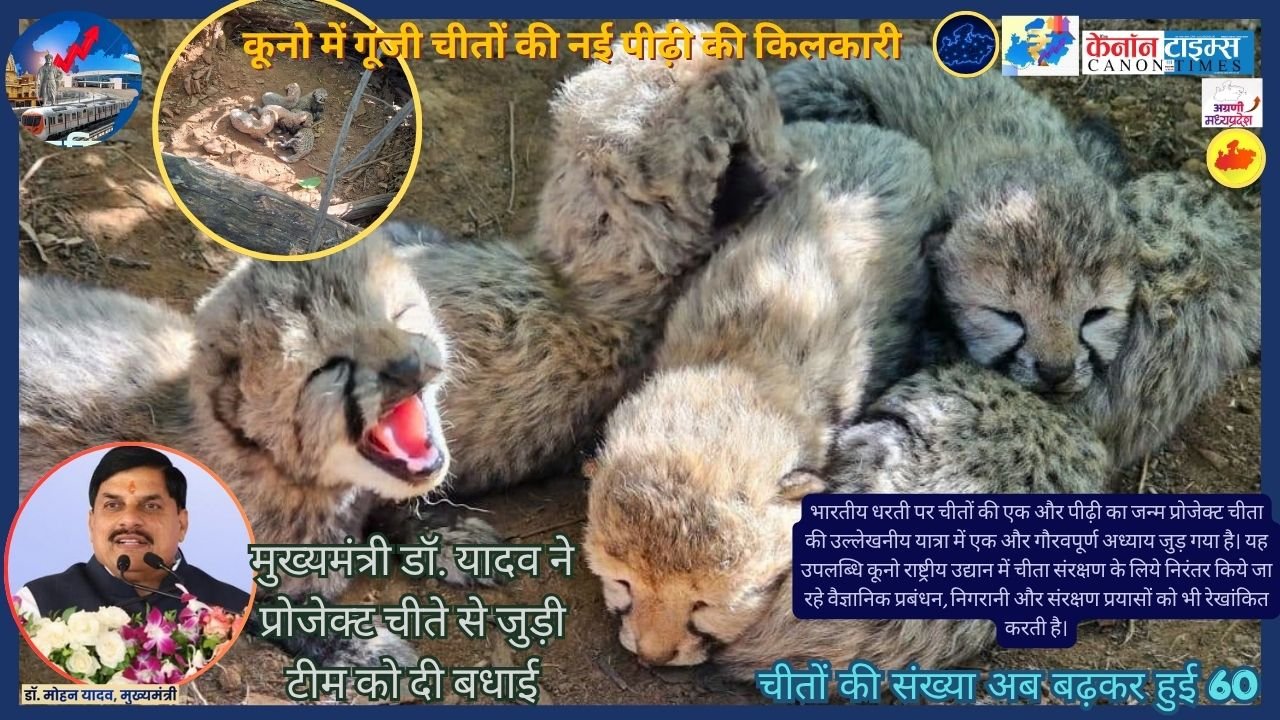 When five cubs become a milestone Kuno’s cheetah success